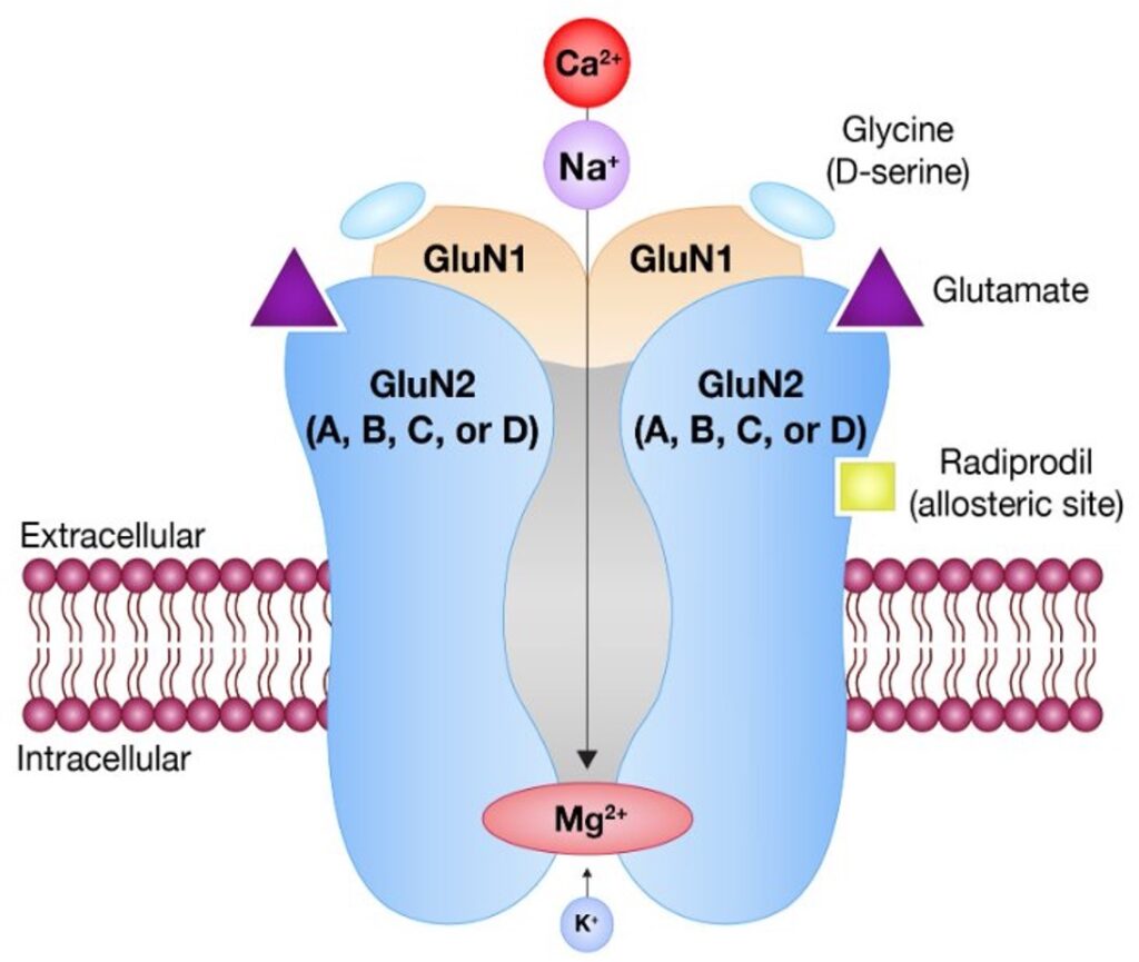 NMDA Receptor Figure NMDA Receptor Figure