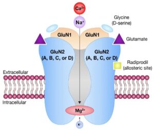NMDA Receptor Figure NMDA Receptor Figure